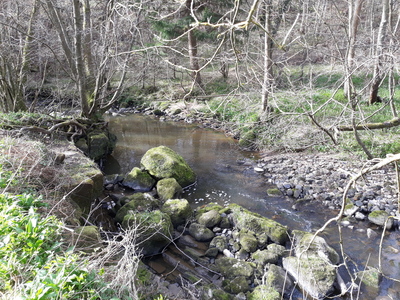 Dog Walking Northumberland - Swarland woods